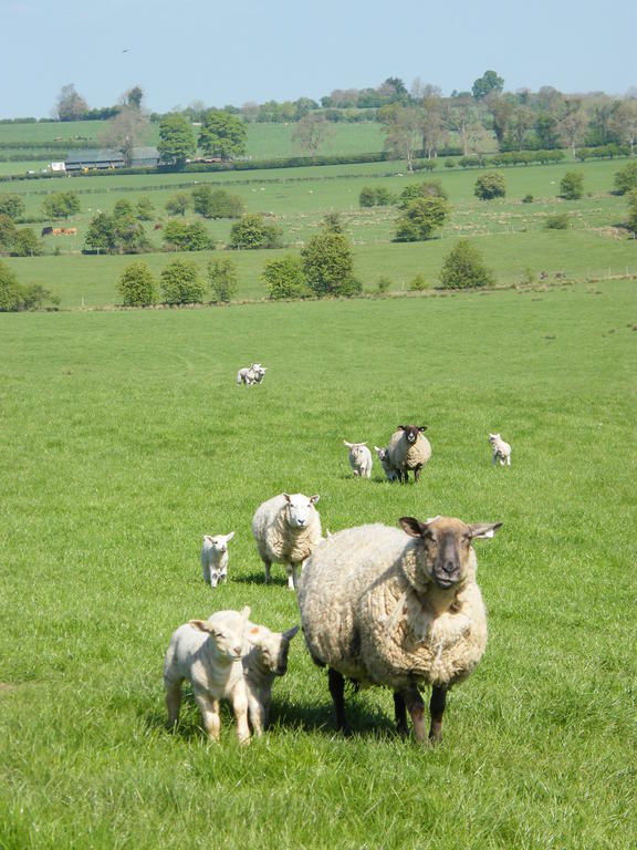 Riverfield Bed And Breakfast Gorey Bagian luar foto