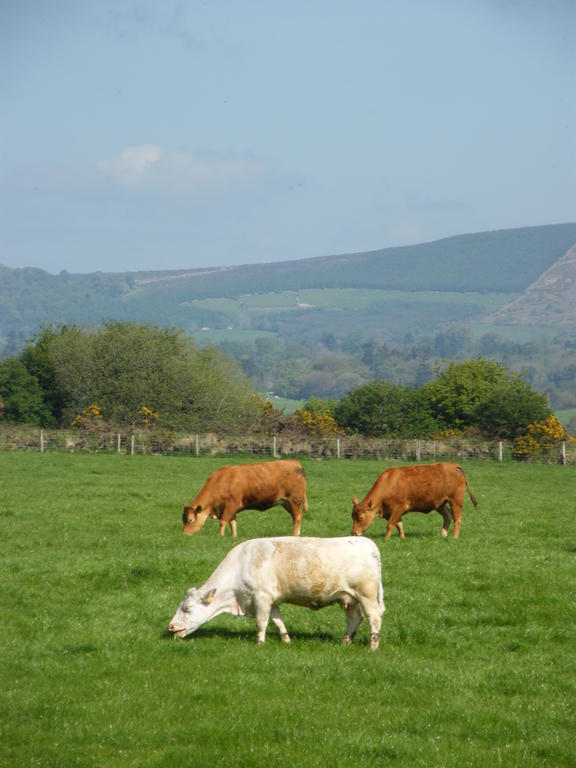 Riverfield Bed And Breakfast Gorey Bagian luar foto